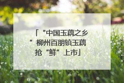 “中国玉藕之乡”柳州百朋镇玉藕抢“鲜”上市