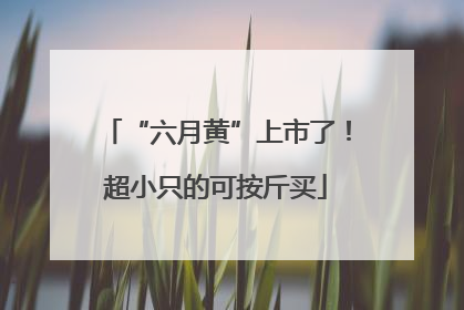 “六月黄”上市了！超小只的可按斤买