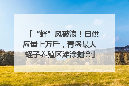 “蛏”风破浪！日供应量上万斤，青岛最大蛏子养殖区滩涂掘金