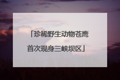 珍稀野生动物苍鹰首次现身三峡坝区