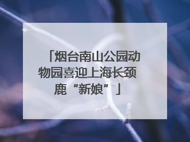 烟台南山公园动物园喜迎上海长颈鹿“新娘”