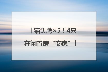 猫头鹰×5！4只在闲置房“安家”