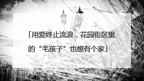 用爱终止流浪，花园街区里的“毛孩子”也想有个家