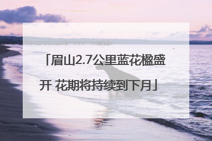眉山2.7公里蓝花楹盛开 花期将持续到下月
