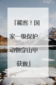 稀客！国家一级保护动物穿山甲获救