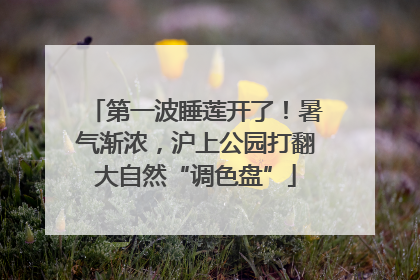 第一波睡莲开了！暑气渐浓，沪上公园打翻大自然“调色盘”