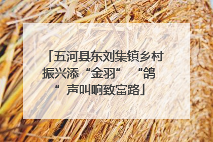 五河县东刘集镇乡村振兴添“金羽” “鸽”声叫响致富路