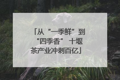从“一季鲜”到“四季香” 十堰茶产业冲刺百亿