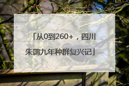 从0到260+，四川朱鹮九年种群复兴记