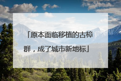 原本面临移植的古樟群，成了城市新地标