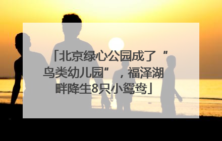 北京绿心公园成了“鸟类幼儿园”，福泽湖畔降生8只小鸳鸯