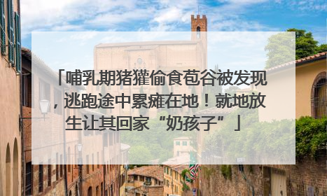 哺乳期猪獾偷食苞谷被发现，逃跑途中累瘫在地！就地放生让其回家“奶孩子”