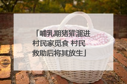 哺乳期猪獾溜进村民家觅食 村民救助后将其放生