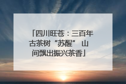 四川旺苍：三百年古茶树“苏醒” 山间飘出振兴茶香