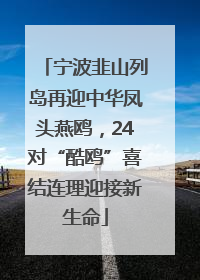 宁波韭山列岛再迎中华凤头燕鸥，24对“酷鸥”喜结连理迎接新生命