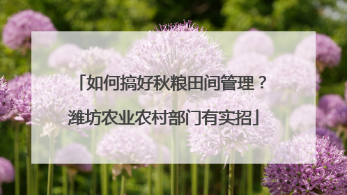 如何搞好秋粮田间管理？潍坊农业农村部门有实招