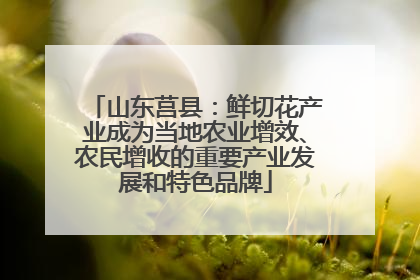 山东莒县：鲜切花产业成为当地农业增效、农民增收的重要产业发展和特色品牌