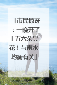 市民惊讶：一晚开了十五六朵昙花！与雨水均衡有关