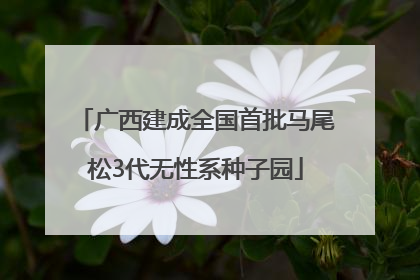 广西建成全国首批马尾松3代无性系种子园