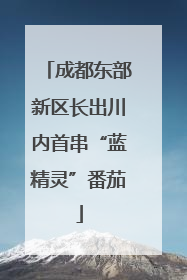 成都东部新区长出川内首串“蓝精灵”番茄