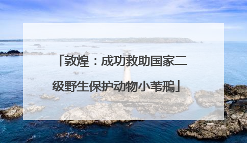 敦煌：成功救助国家二级野生保护动物小苇鳽