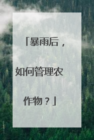 暴雨后，如何管理农作物？