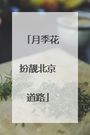 月季花扮靓北京道路