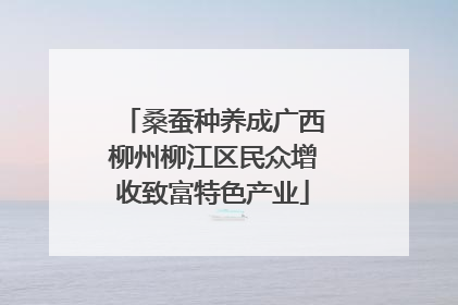 桑蚕种养成广西柳州柳江区民众增收致富特色产业