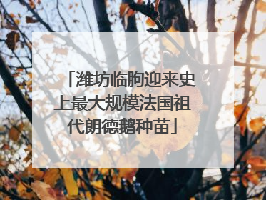 潍坊临朐迎来史上最大规模法国祖代朗德鹅种苗