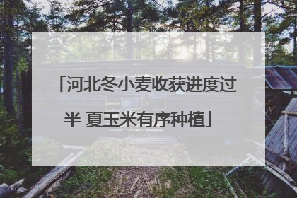 河北冬小麦收获进度过半 夏玉米有序种植