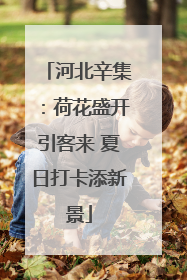 河北辛集：荷花盛开引客来 夏日打卡添新景