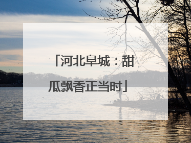 河北阜城：甜瓜飘香正当时