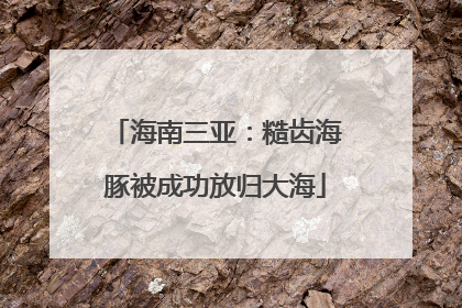 海南三亚：糙齿海豚被成功放归大海