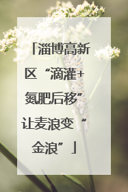淄博高新区“滴灌+氮肥后移”让麦浪变“金浪”