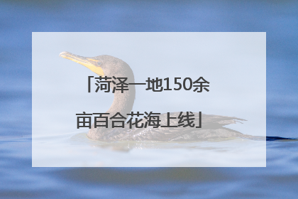 菏泽一地150余亩百合花海上线