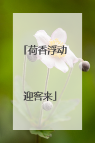 荷香浮动迎客来