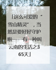 这么可爱的“雪山精灵”，当然是要好好守护啦——有一种叫云南的生活之365天