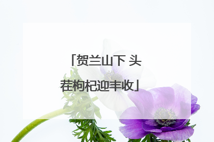 贺兰山下 头茬枸杞迎丰收