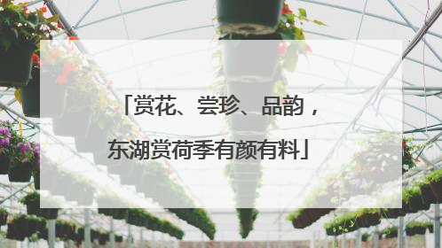 赏花、尝珍、品韵，东湖赏荷季有颜有料