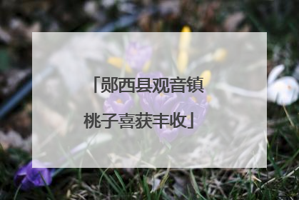 郧西县观音镇桃子喜获丰收