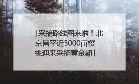 采摘路线图来啦！北京昌平近5000亩樱桃迎来采摘黄金期