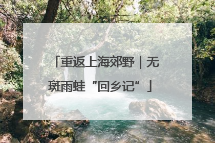 重返上海郊野｜无斑雨蛙“回乡记”