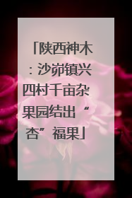 陕西神木：沙峁镇兴四村千亩杂果园结出“杏”福果