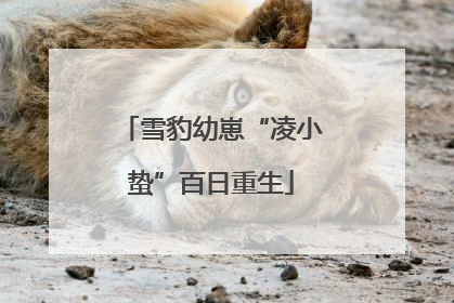 雪豹幼崽“凌小蛰”百日重生