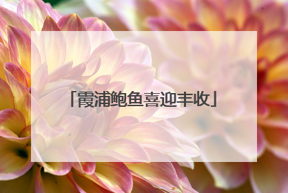 霞浦鲍鱼喜迎丰收
