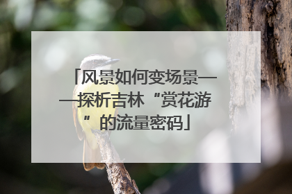 风景如何变场景——探析吉林“赏花游”的流量密码