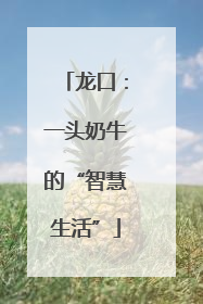 龙口：一头奶牛的“智慧生活”