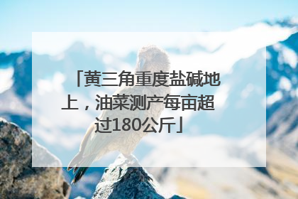 黄三角重度盐碱地上，油菜测产每亩超过180公斤