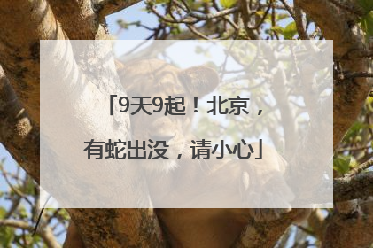 9天9起！北京，有蛇出没，请小心
